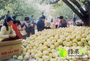 2014年陕西大荔酥梨价格