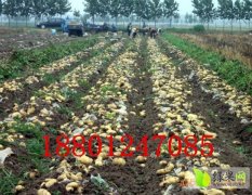 2014北京大兴土豆种子低价销售速来抢购