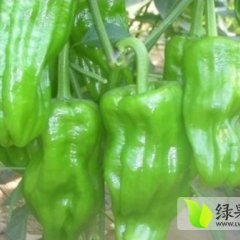 费县辣椒价格行情平稳,薛庄许绍华诚信合作