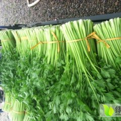 江苏铜山皇妃芹菜早买早赚