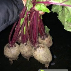 徐州铜山县万亩蔬菜基地各种蔬菜