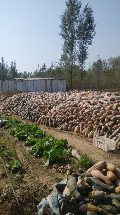 粱园梁园史长领10月金韩密本南瓜