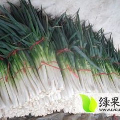 费县大葱香甜可口,上冶吕先生诚信合作