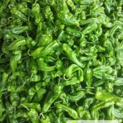 费县辣椒著名品种,薛庄吕先生诚信合作