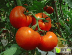 河北省保定博野西红柿大量上市