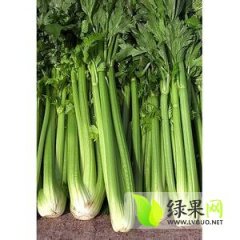 2014东昌府芹菜收购工作全面开展