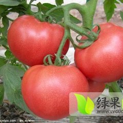 2014宁阳西红柿再不来就没机会了！