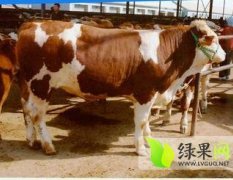 山东青州西门塔尔牛肉牛著名品种