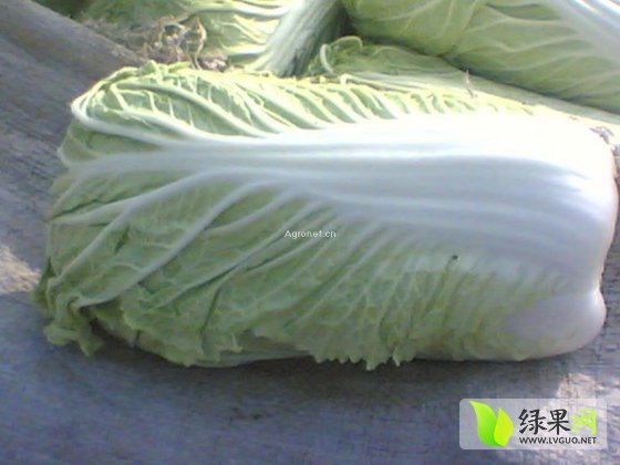 2014年河北定州库存白菜价格