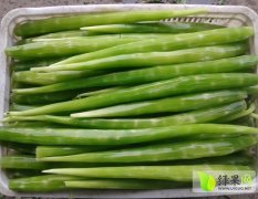 山东苍山莴笋肉欢迎采购金明诚信合作