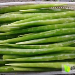 山东苍山莴笋肉欢迎采购金明诚信合作