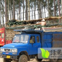 2014长葛冬瓜现在订货有惊喜