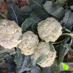 高唐菜花聚焦市场,梁村杜月春诚信合作