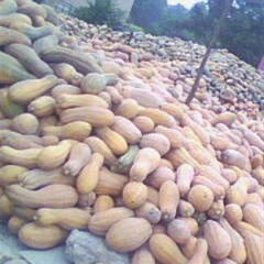 杞县南瓜聚焦市场,沙沃李强诚信合作