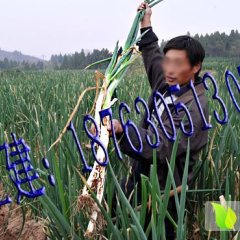 2014沾化大葱俏销大江南北