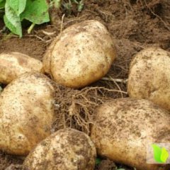 2014察右中旗土豆抓住商机无限