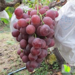 白水冯雷云峰9月红提葡萄