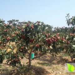 山东临朐大金星山楂绿色无公害