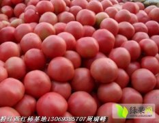 延津西红柿大量上市 辛庄周瑞峰诚信合作