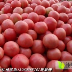 延津西红柿大量上市 辛庄周瑞峰诚信合作