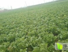 河北玉田大量供应三号白菜