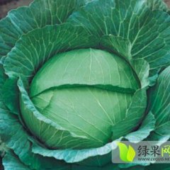 围场现有京风1号现货90亩地 急于出售