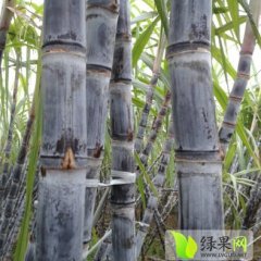 2014翁源甘蔗俏销大江南北