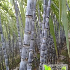 价格暴涨成交量新高