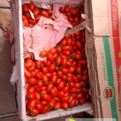 2014南乐西红柿走过路过不要错过