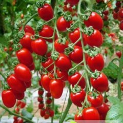 山东莘县樱桃西红柿价格行情平稳