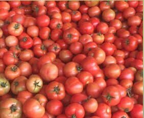 2014望都西红柿值得出手