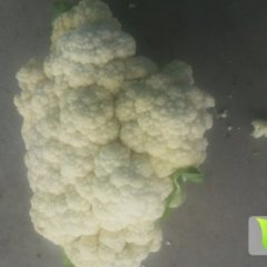 江苏铜山白面青梗松花菜菜花口感爽口