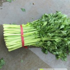 铜山运城王琪10月皇妃芹菜