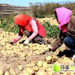 甘肃静宁青薯9号土豆产销两旺