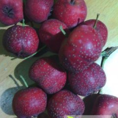 山东临朐大金星山楂名扬天下