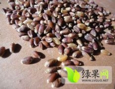 运城绿化苗木是名优特产,绛县续廷廷诚信合作