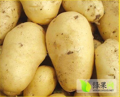 2014年山东滕州荷兰十五价格