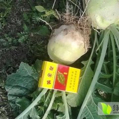 山东聊城朱振10月日本光头芥菜