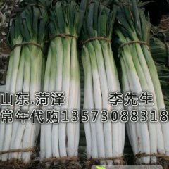 2014巨野大葱价格波动不大