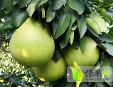 江西袁州金兰柚苗柑橘类营养丰富