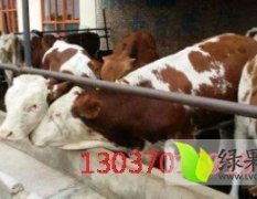 山西忻州定襄县常年出售西门塔尔肉牛