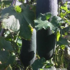 广西博白子弹头黑皮冬瓜现价格便宜