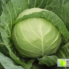 铜山黄集刘伟10月希望甘蓝