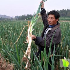 东昌府李合增10月长白大葱