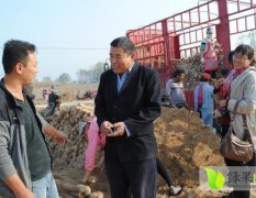 民權(quán)王橋底復攀10月白玉山藥