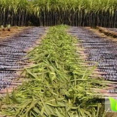 2014博白甘蔗俏销大江南北