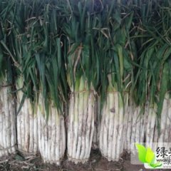 莘县张鲁申现军10月长白大葱