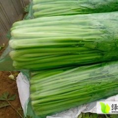 东昌府芹菜品质优良,沙镇李先生诚信合作