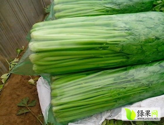 2014年山东东昌府美国西芹价格