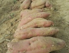 河北肥乡商薯19红薯上货量大